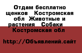 Отдам бесплатно щенков - Костромская обл. Животные и растения » Собаки   . Костромская обл.